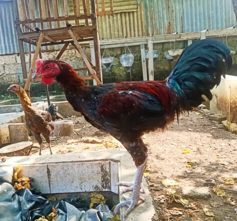 AYAM PELUNG SEPASANG