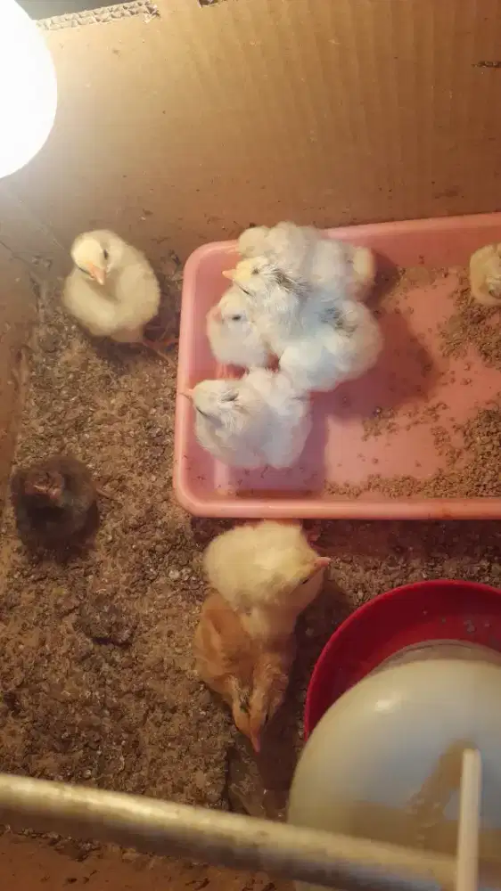 DOC Ayam Petelur