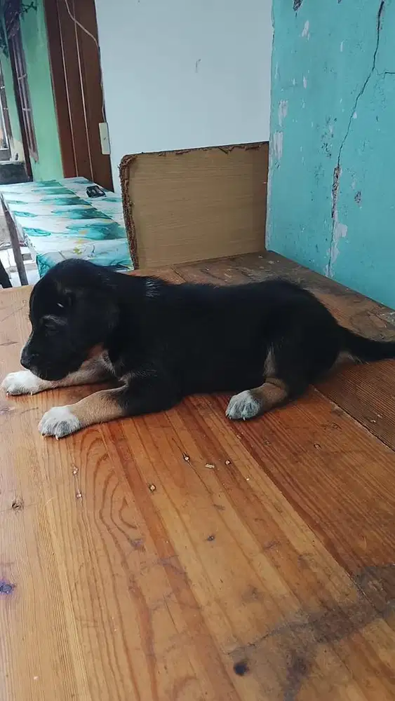 GRATISS Adopsi Anak Anjing (Puppy)!