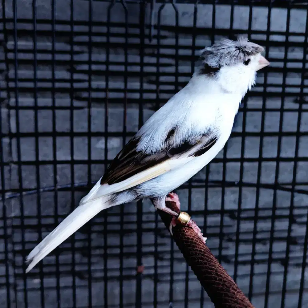 Kenari Jambul/Gloster Panda Simetris - Jantan Gacor