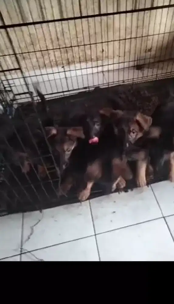 Pupies herder ( bogor)