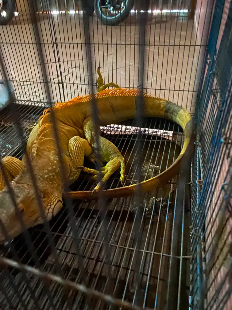 Jual Iguana jumbo
