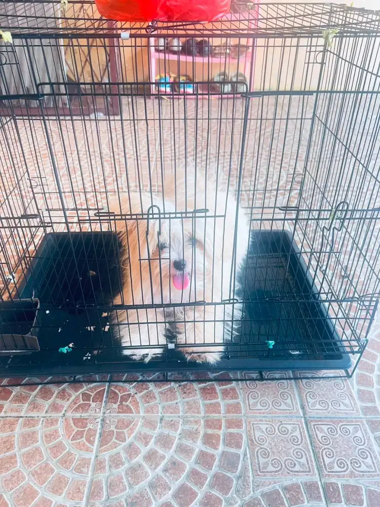 Jual doggy tipe tchi tzu ato maltese