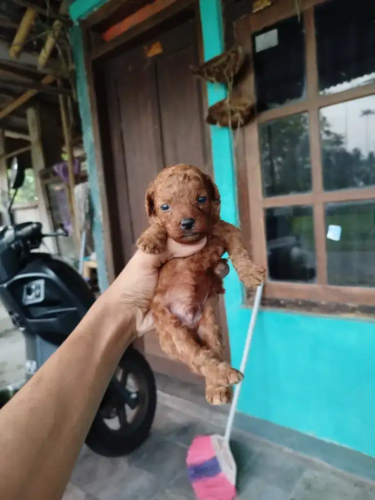 Toy poodle,jantan