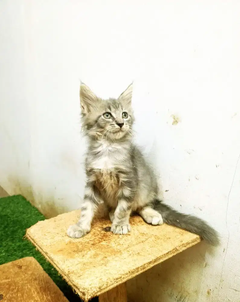 Kitten MaineCoon Jantan Pure No mix. Induk Ped CFA Maine Coon