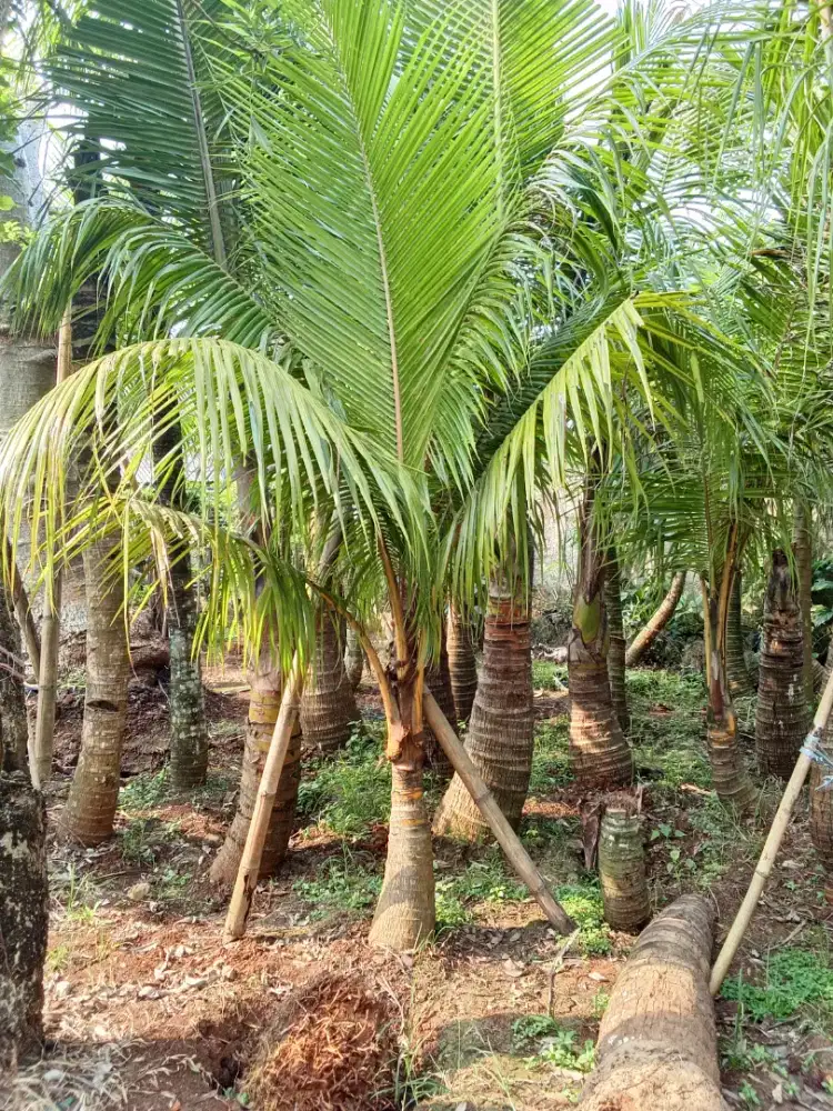 jual pohon kelapa ber macam macam ukuran