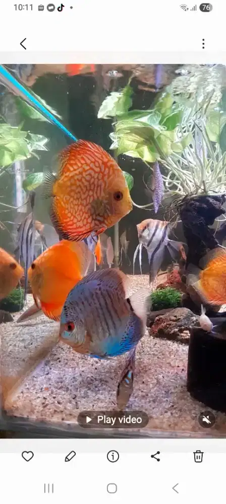 Ikan discus Borongan