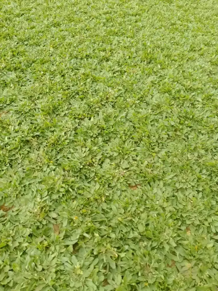 jual rumput gajah mini dan rumput suwis