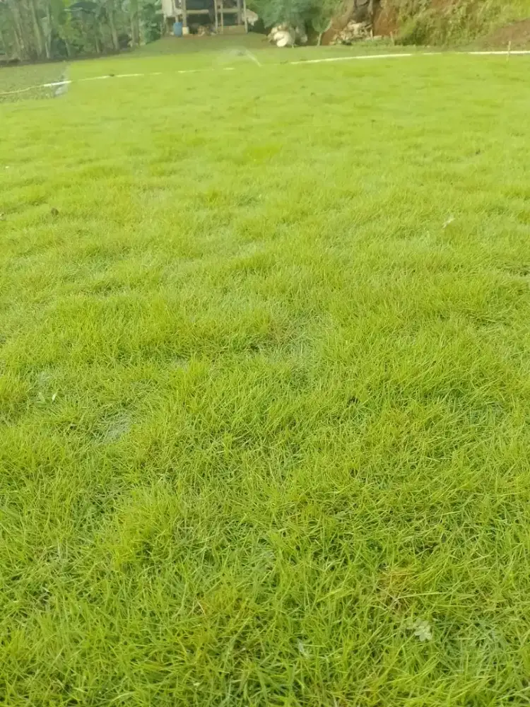 jual rumput suwis dan rumput gajah mini