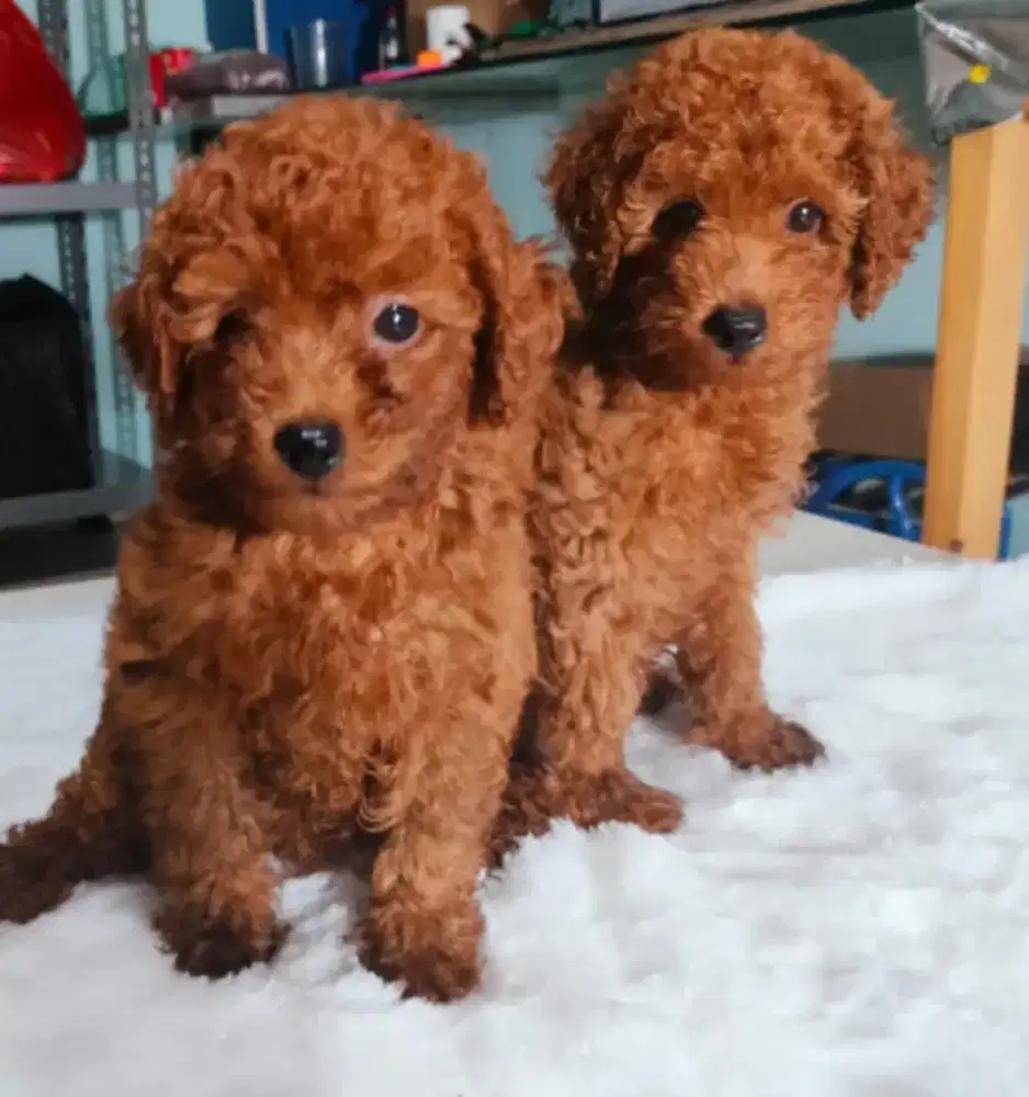 Open adopted poodle 1 month