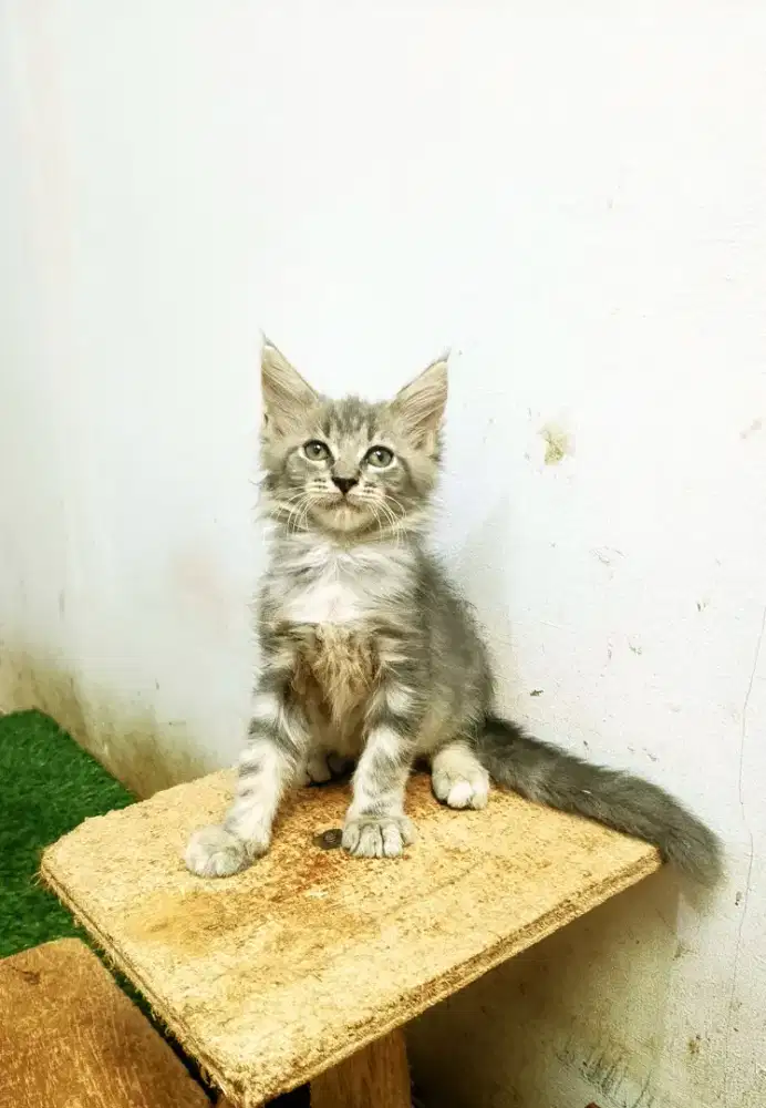 Kitten MaineCoon Pure No mix. Induk ped Cfa Maine Coon
