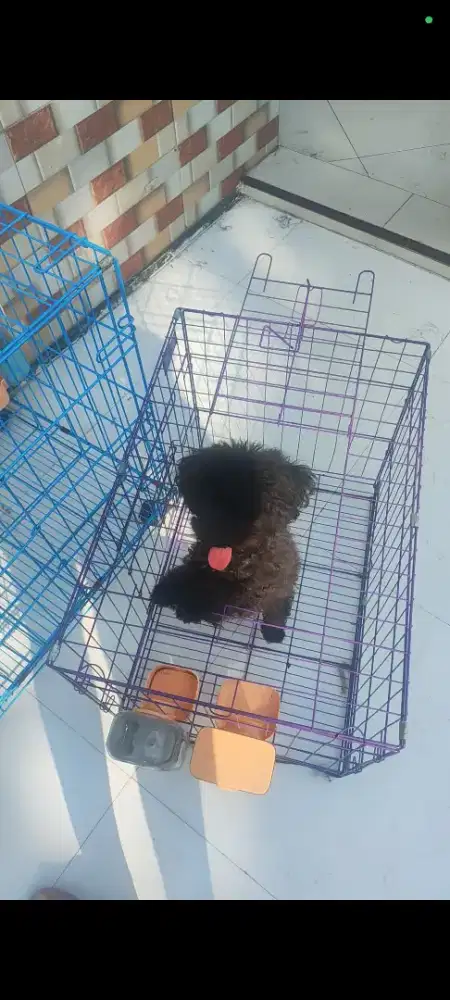 Poodle betina tiny hitam usia 14 bulan
