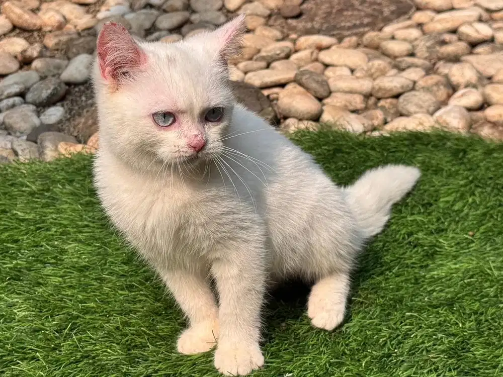 Bsh white solid mata biru