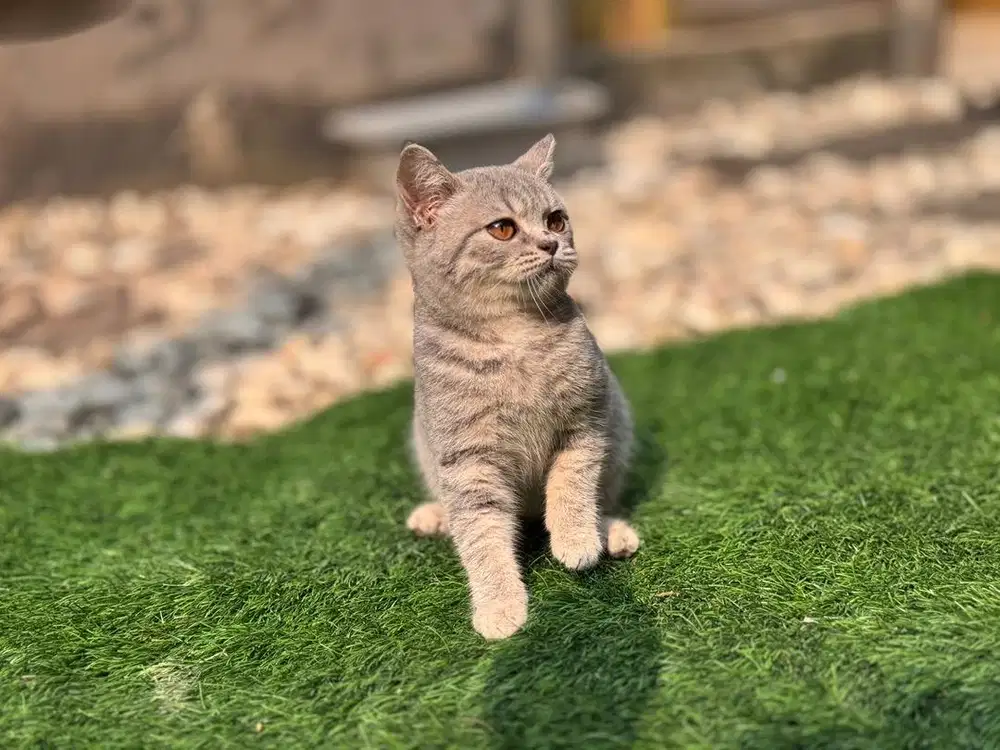 BSH BLUE GOLDEN BETINA