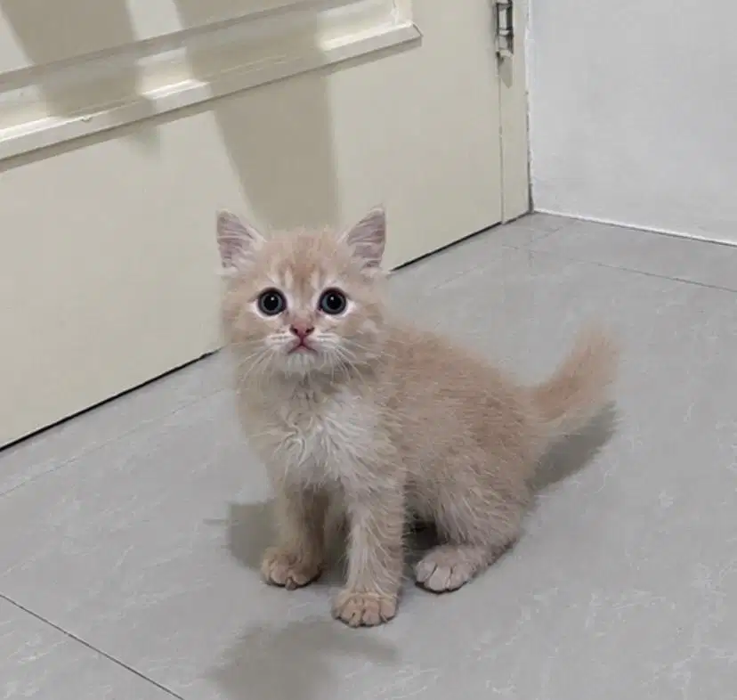 kitten ras bsh x himalaya jantan krem