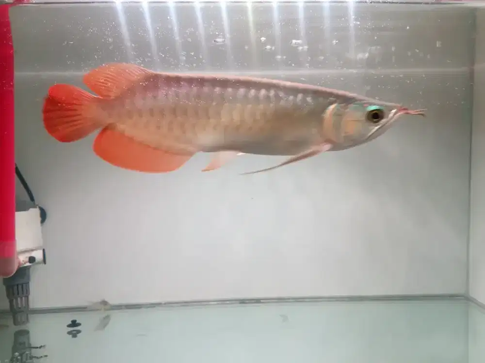 Dijual Ikan Arwana Super Red cantik uk 25cm