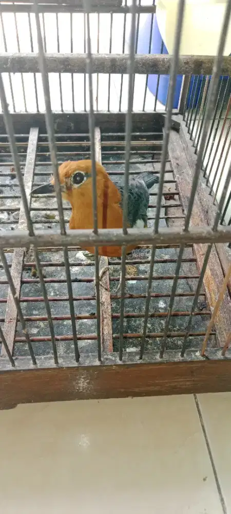 Dijual burung anis bata (matanya ketabrak)