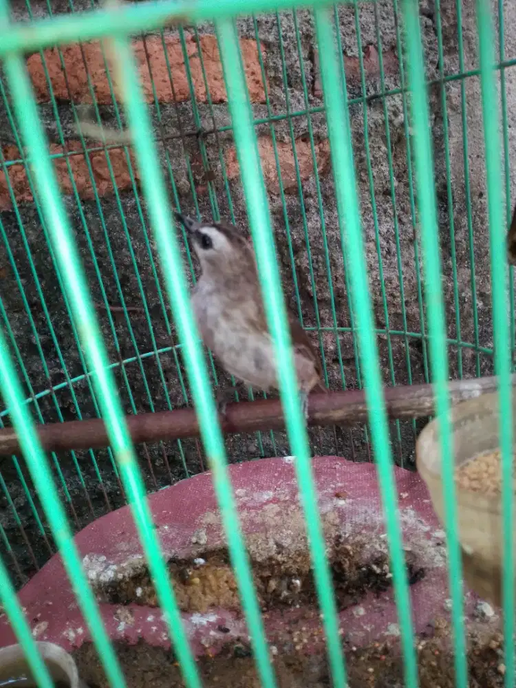 Burung trucukan fullset sudah ropel