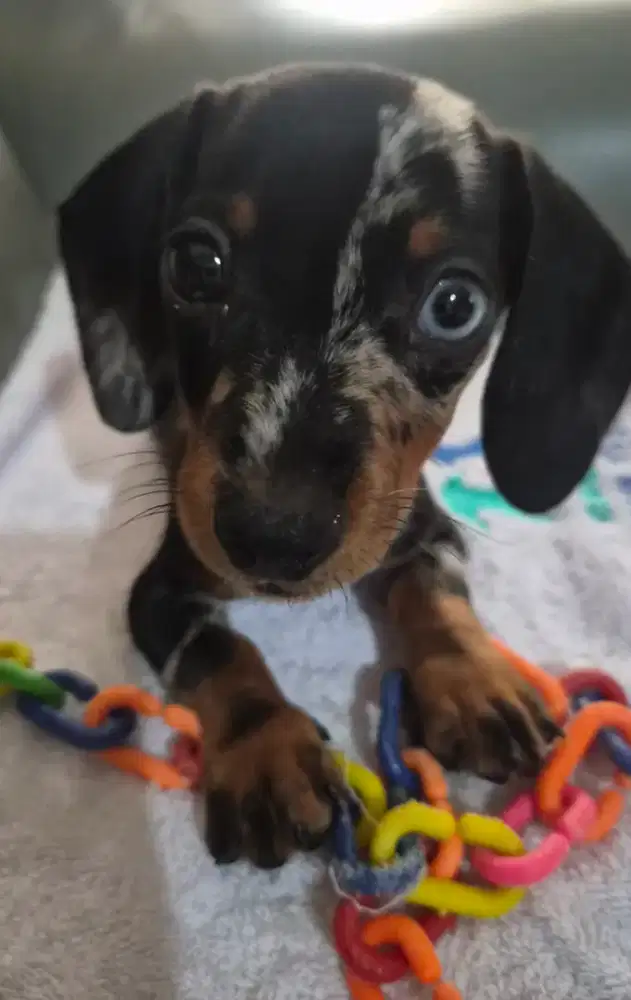 Mini Dachshund Dapple dengan heterochromia
