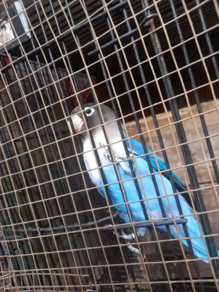 LOVEBIRD BIRU MANGSI