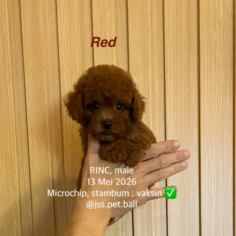 Toy poodle red brown coklat pekat