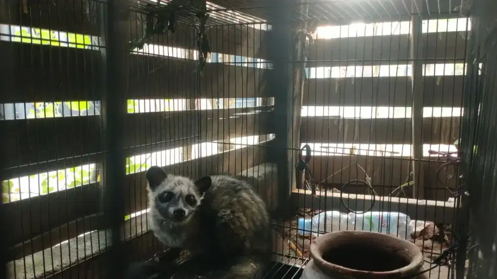 Musang remaja belom jinak50000