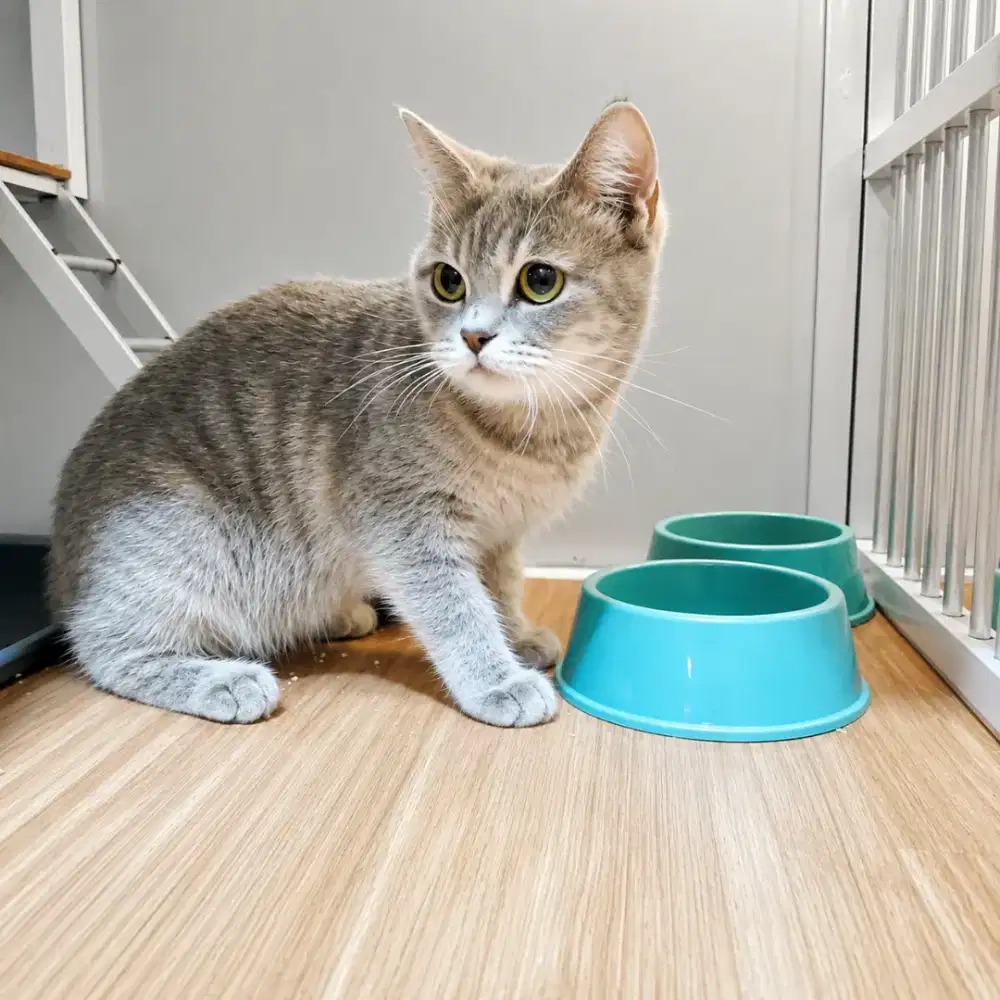 Kucing British Shorthair | BSH | bukan persia | bukan kucing ragdoll