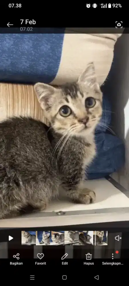 Kucing muchkin short hair