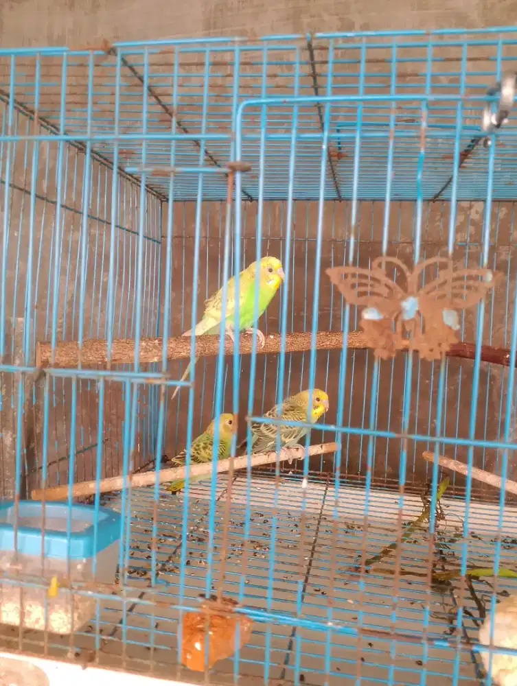 Burung parkit remaja