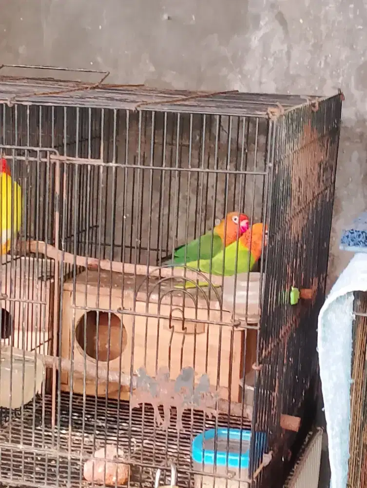 Burung biola green sepasang remaja