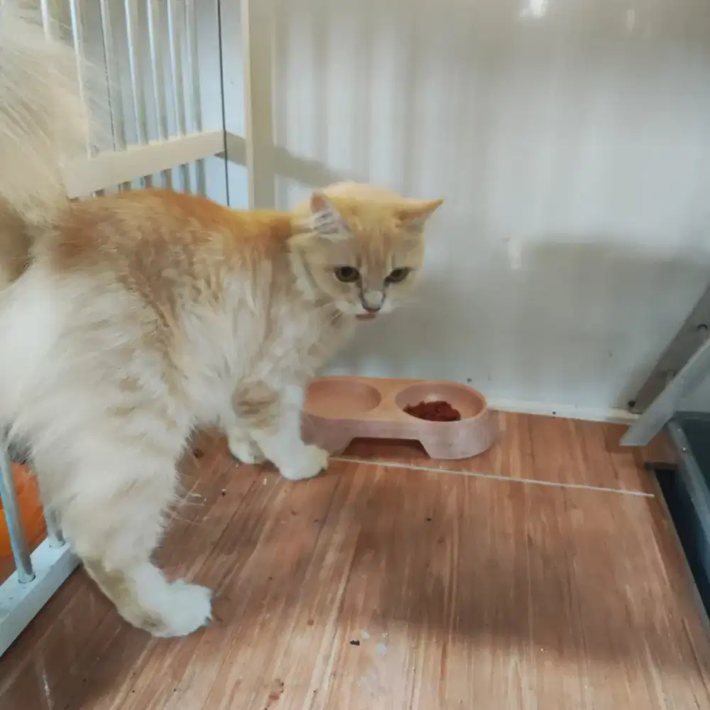 Kucing Persia longhair | bukan British shorthair | BSH