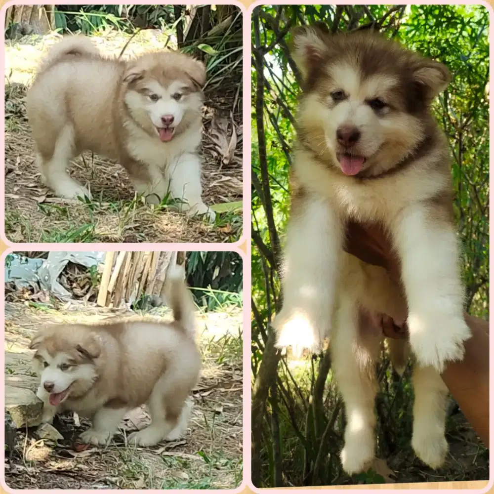 Alasan malamute female