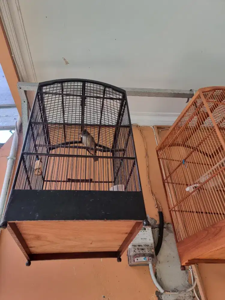Jual burung kapas tembak
