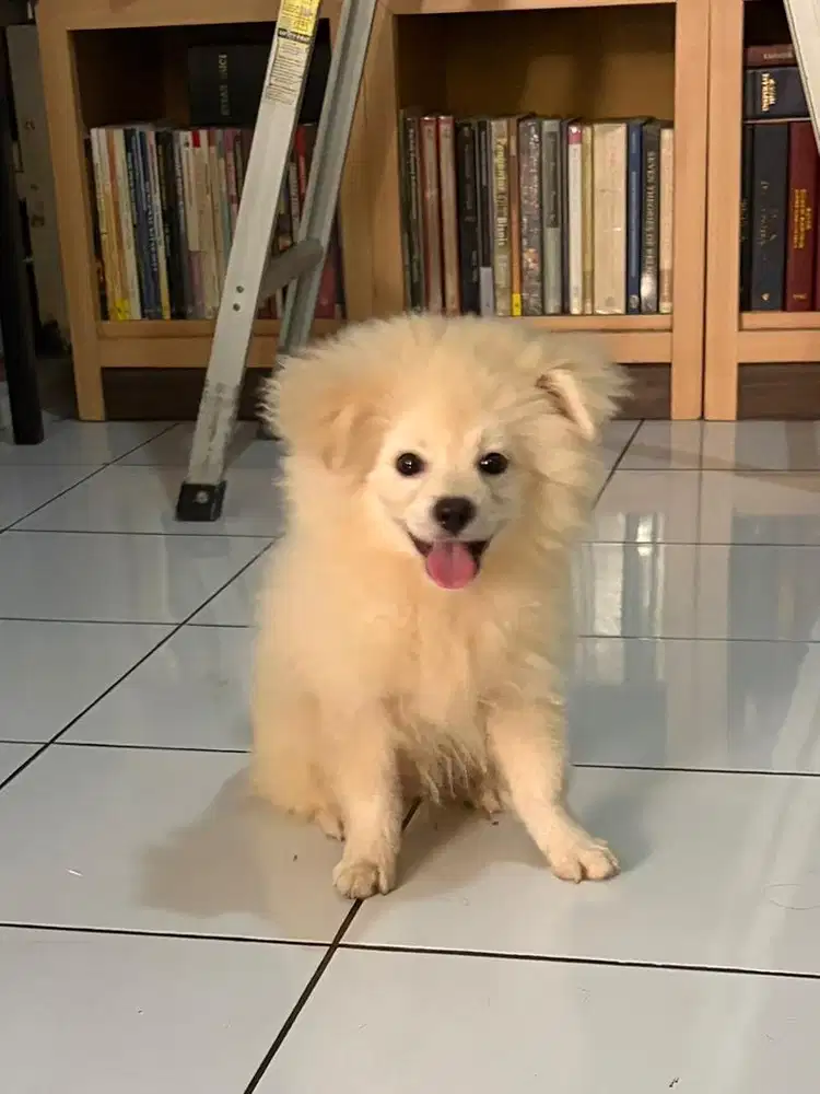 POMERANIAN JANTAN