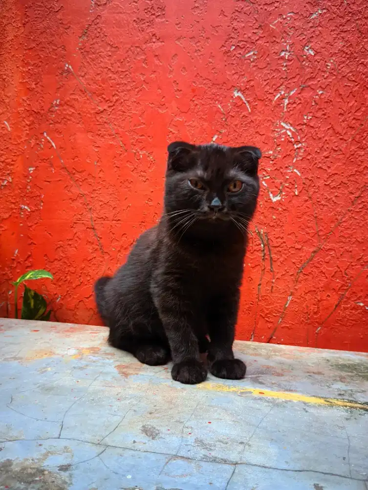 Kucing BSH Shorthair