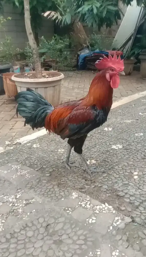 Ayam Pelung Jantan Jumbo