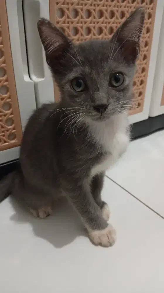 Kucing Persia Kitten