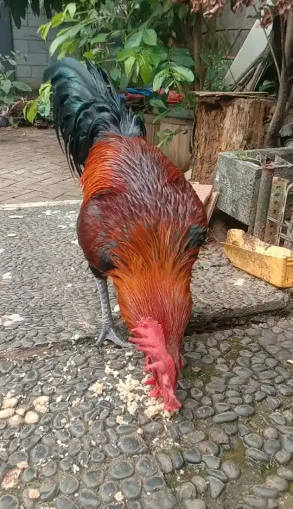 Ayam Pelung Jumbo Jantan