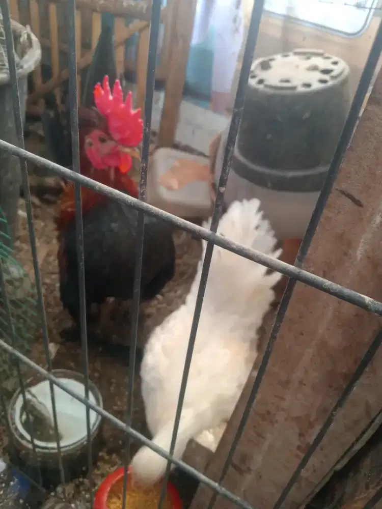 Ayam tema sepasang produksi
