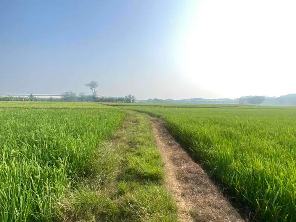 Tanah Sawah Majalengka Luwimunding