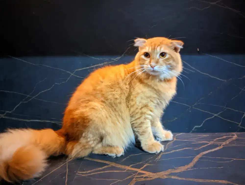 Kucing BSH Longhair