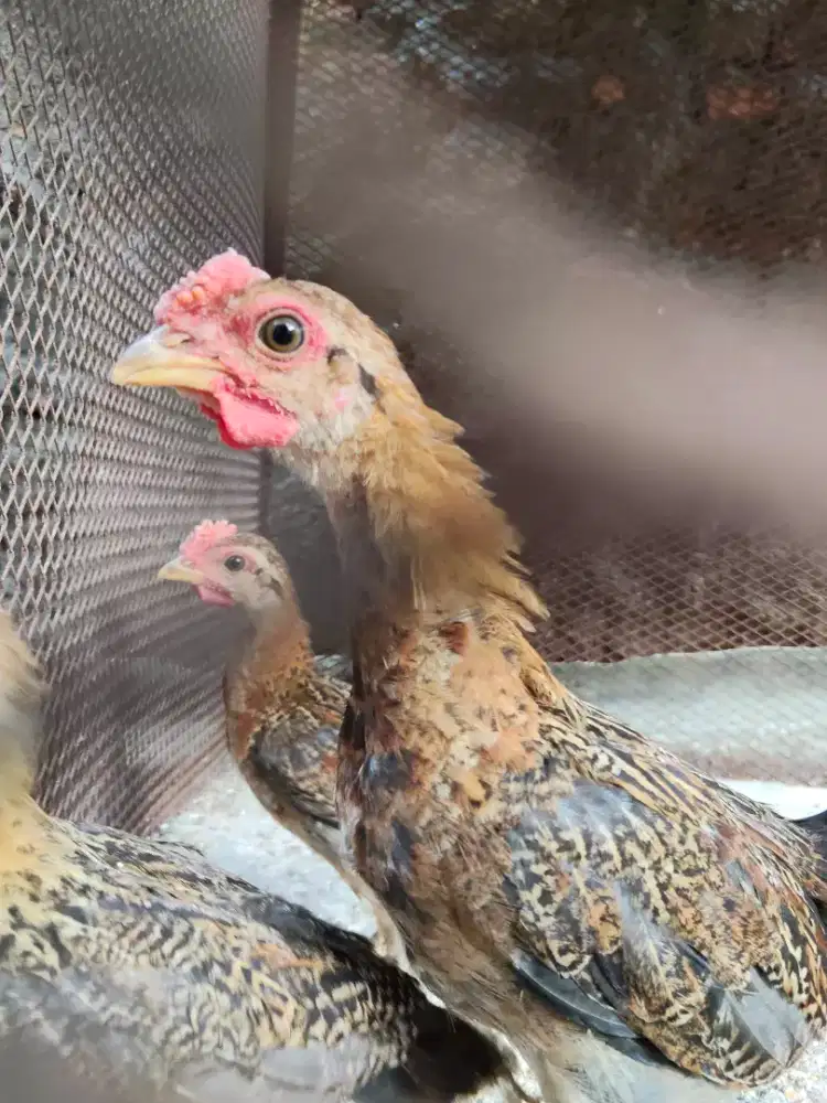 Anak ayam ketawa usia 3 bulan