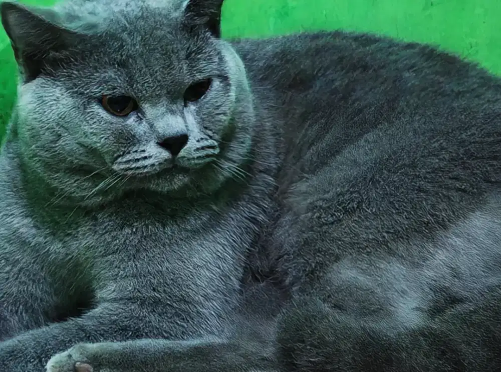 Kucing British Shorthair