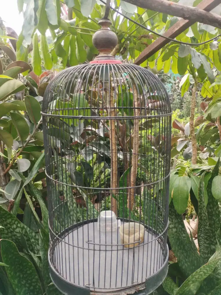 Kandang love bird