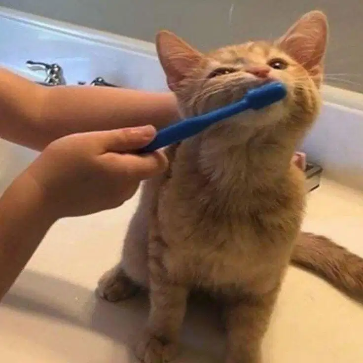 dicari groomer kucing/anjing