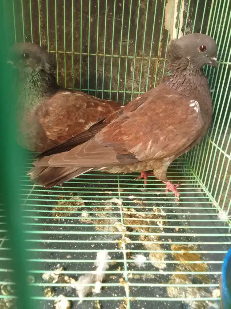 merpati ging ging