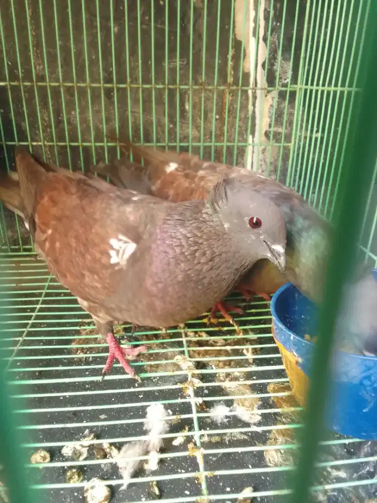 merpati ging ging