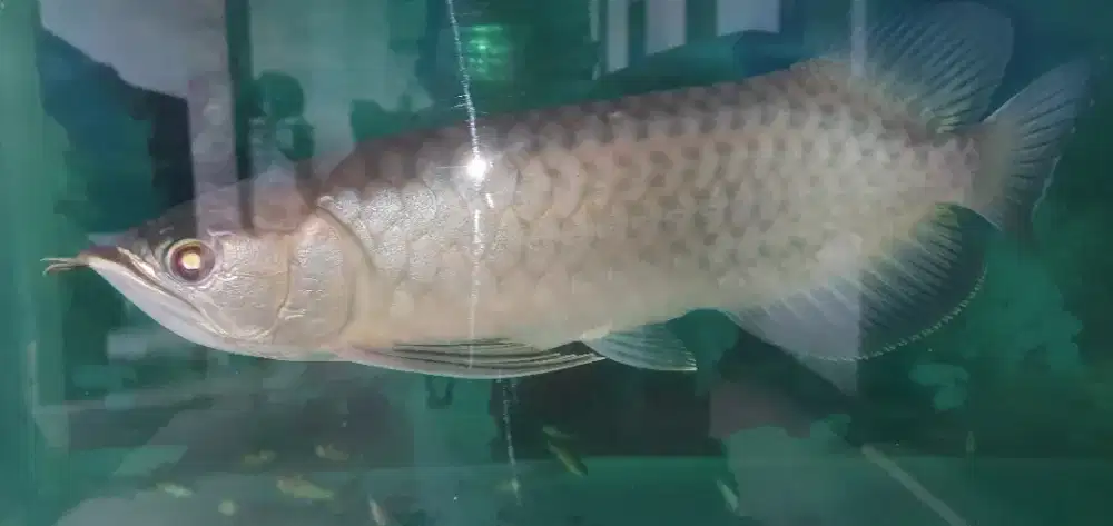 Arwana Grend Fino 30Cm