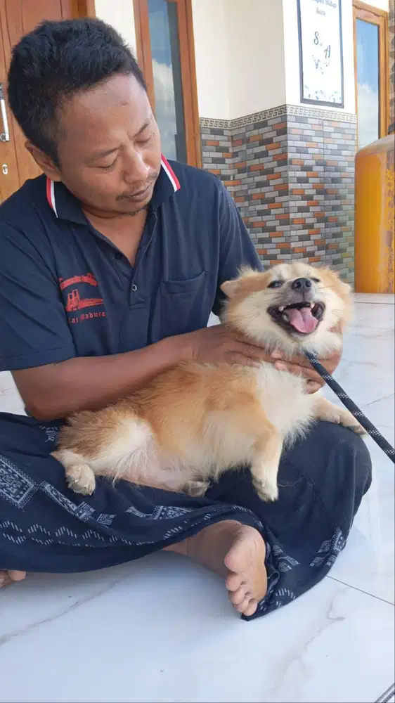 Anjing pompo jantan