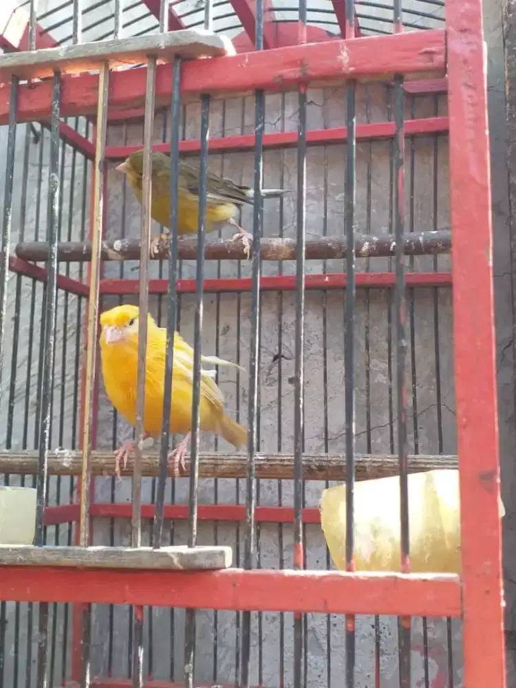 Kenari sepasang ijo betina
